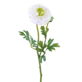 ranunculus white